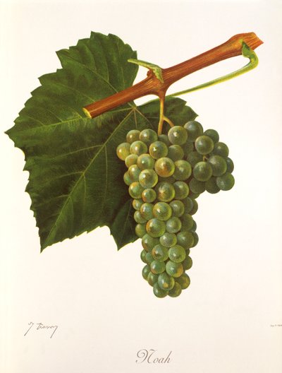 Noah grape by Jules Troncy