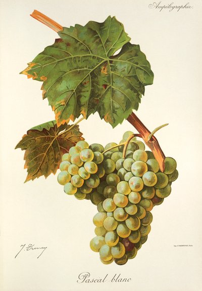 Pascal Blanc grape by Jules Troncy