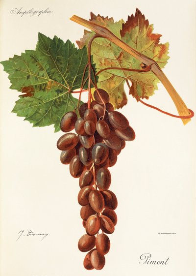 Piment grape by Jules Troncy