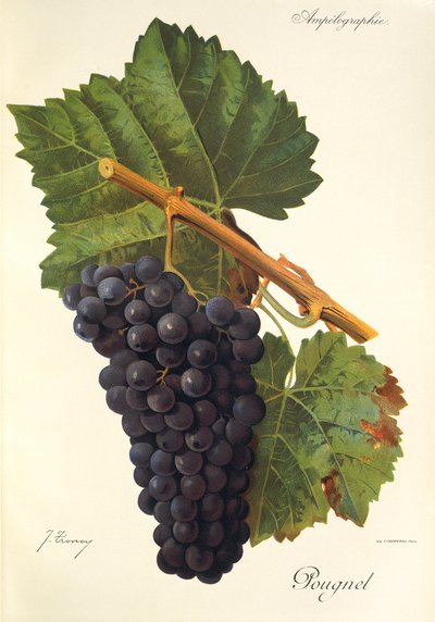 Pougnel grape by Jules Troncy