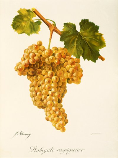 Rabigato Respigueiro grape by Jules Troncy