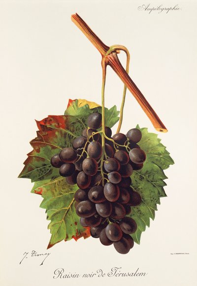 Raisin Noir de Jerusalem grape by Jules Troncy