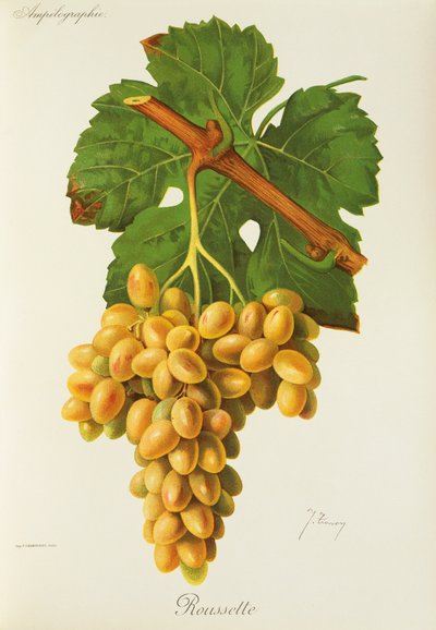 Roussette grape by Jules Troncy