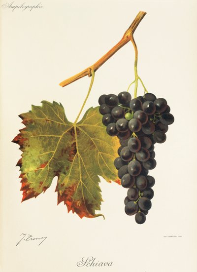 Schiava Grape by Jules Troncy
