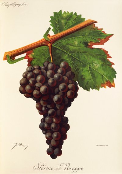 Serene de Voreppe grape by Jules Troncy