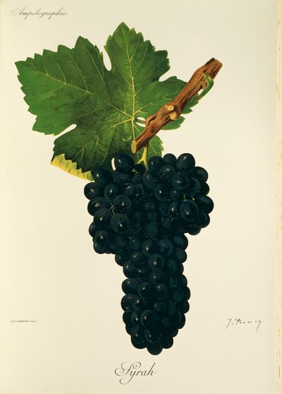 Syrah Grape by Jules Troncy