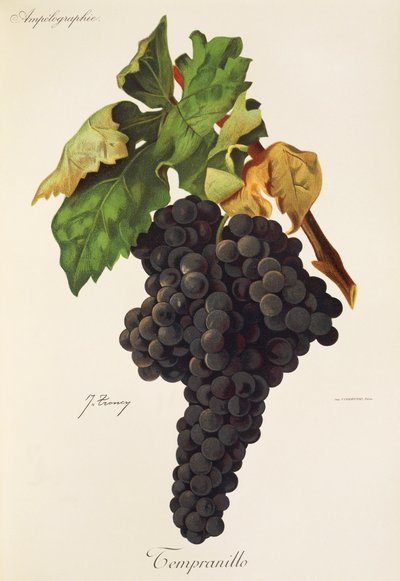 Tempranillo Grape by Jules Troncy