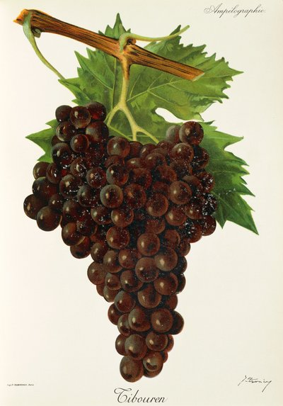 Tibouren grape by Jules Troncy