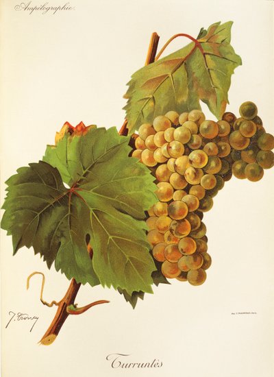 Turruntes grape by Jules Troncy