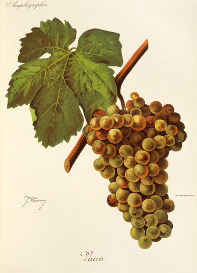 Viura Grape by Jules Troncy