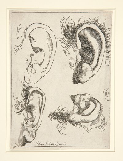 Studies of Four Ears by Jusepe de Ribera