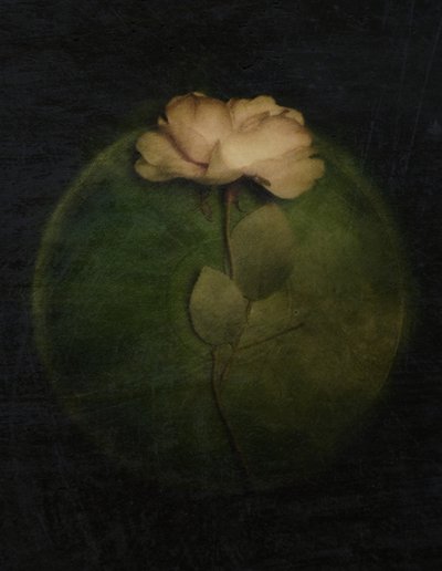 Moody Rose Glow by Kahar Lagaa