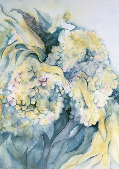 Hydrangea Particulata by Karen Armitage