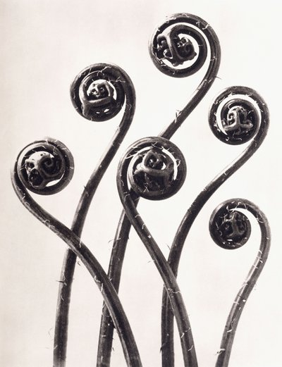 Adiantum Pedatum - American Maidenhair Fern, Young Rolled-up Fronds Enlarged Eight Times by Karl Blossfeldt