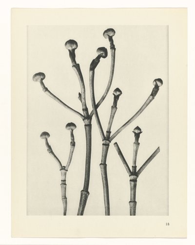 Plant Studies (Urformen der Kunst: photographic plant images series) by Karl Blossfeldt