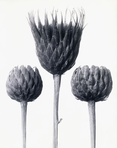 Serratula Nudicaulis (Bare-stemmed Common Sawwort) by Karl Blossfeldt