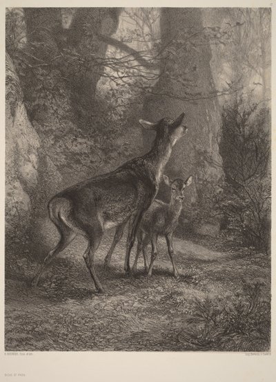 Doe and Fawn by Karl Bodmer