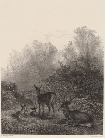 Deer at Rest by Karl Bodmer