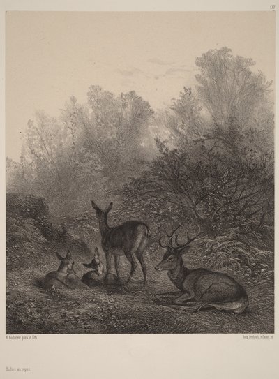 Deer at Rest by Karl Bodmer