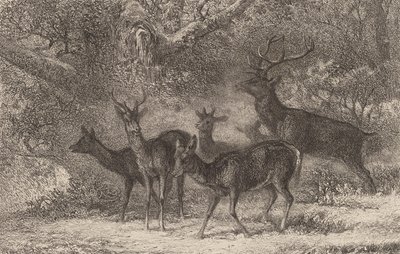 Le harde by Karl Bodmer