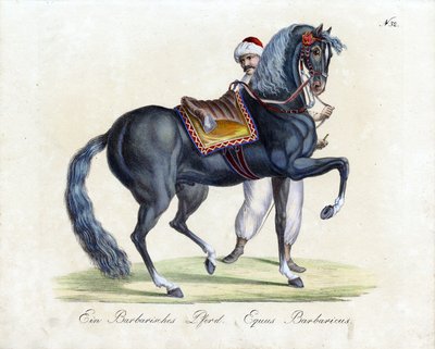A Barbary Horse by Karl Joseph Brodtmann