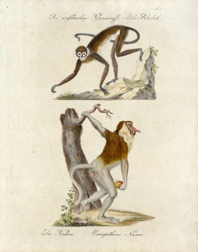 African Monkeys by Karl Joseph Brodtmann