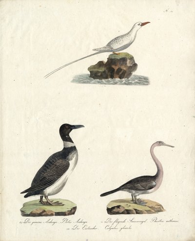 Auk, Flying Sunbird and Northern Diver by Karl Joseph Brodtmann
