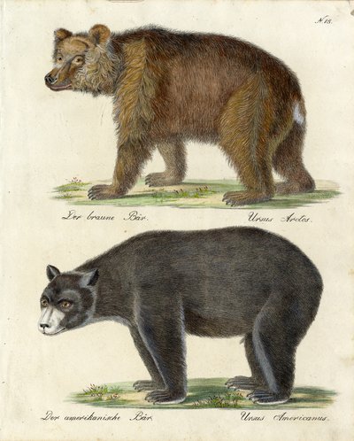 Brown Bear and American Bear by Karl Joseph Brodtmann
