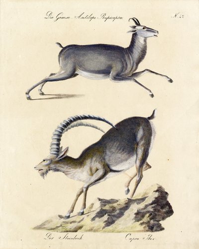 Chamois and Alpine Ibex by Karl Joseph Brodtmann