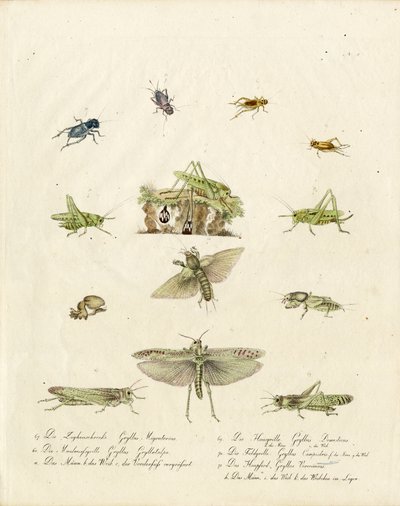 Crickets and Grasshoppers by Karl Joseph Brodtmann