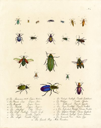Diversity of Tiger Beetles and Other Beetle Species by Karl Joseph Brodtmann