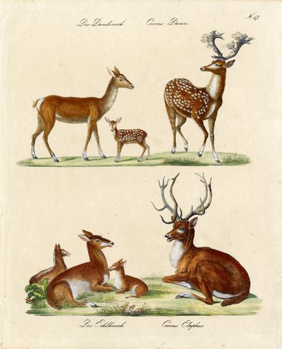European Deer Species by Karl Joseph Brodtmann