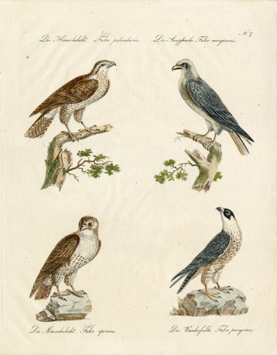 Goshawk and Kestrel by Karl Joseph Brodtmann