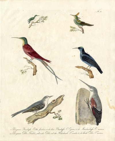 Hummingbirds and Treecreepers by Karl Joseph Brodtmann