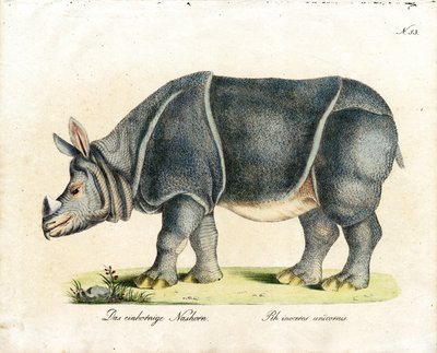 Indian Rhinoceros by Karl Joseph Brodtmann