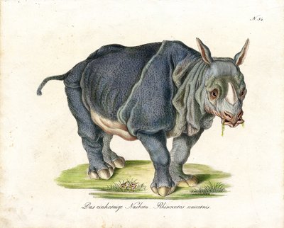 Indian Rhinoceros by Karl Joseph Brodtmann