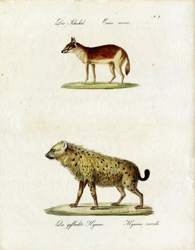 Jackal and Spotted Hyena by Karl Joseph Brodtmann