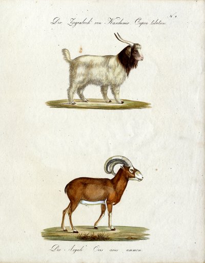 Kashmir Goat and Mouflon by Karl Joseph Brodtmann