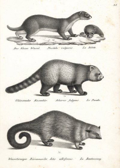 Least weasel, red panda, and bearcat. Lithograph from Heinrich Rudolf Schinz
