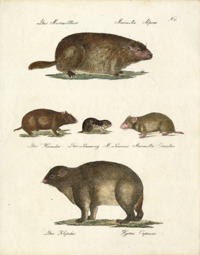 Marmot and Other Rodents by Karl Joseph Brodtmann
