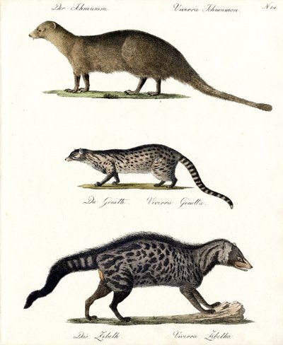 Mongoose, Genet and Civet by Karl Joseph Brodtmann