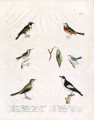 Native Songbirds by Karl Joseph Brodtmann