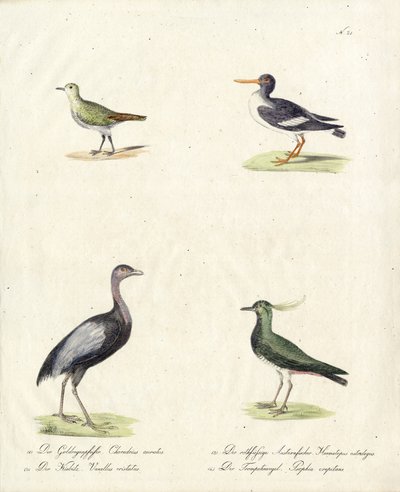 Native Wading and Running Birds by Karl Joseph Brodtmann