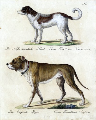 Newfoundland Dog and English Mastiff by Karl Joseph Brodtmann