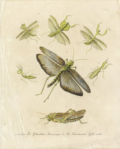 Praying Mantises and Grasshoppers by Karl Joseph Brodtmann
