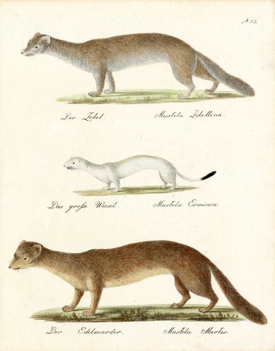 Sable, Stoat and Pine Marten by Karl Joseph Brodtmann