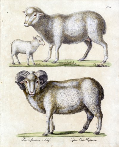 Sheep with Lamb and Ram by Karl Joseph Brodtmann