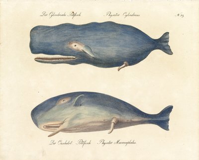 Sperm Whales by Karl Joseph Brodtmann