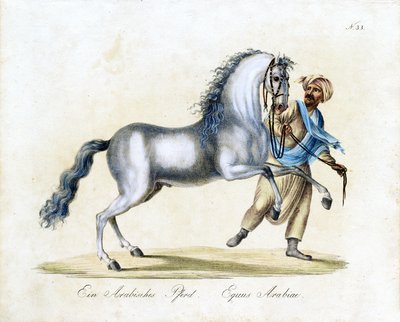 The Arabian Horse by Karl Joseph Brodtmann