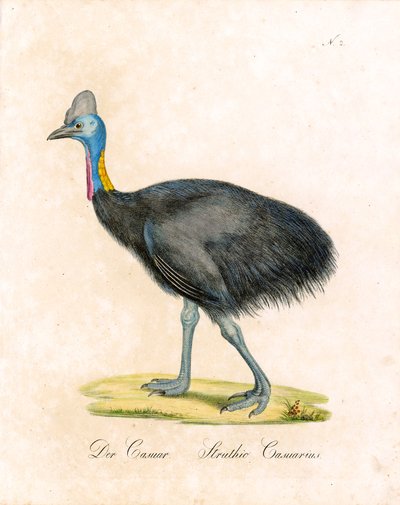 The Cassowary by Karl Joseph Brodtmann